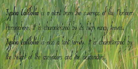 Typha font