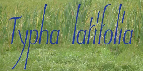 Typha font