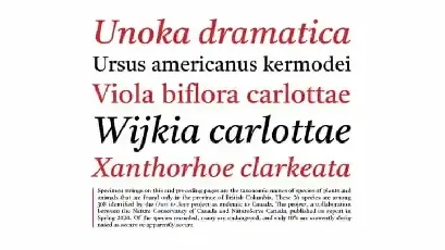 Castoro Serif font