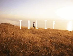 Tulip font