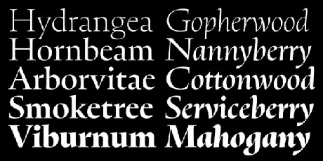 Oculi Family font