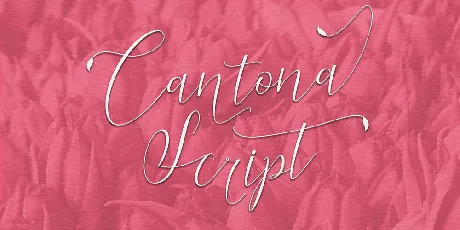 Cantona Script font