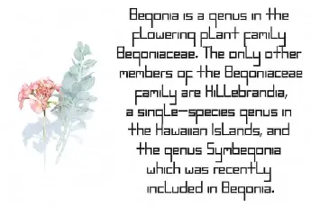 Begonia Display font