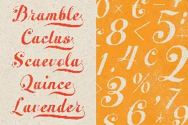 Peacher - Vintage Script Font