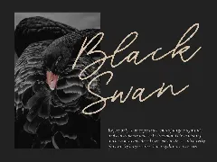 Blackswan Signature Font