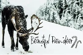 Snowdem Christmas - Modern Calligraphy Font